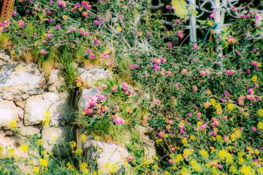 İlkbaharda sokaklarda yetişen çeşitli renkli çiçeklerin yakın çekimi