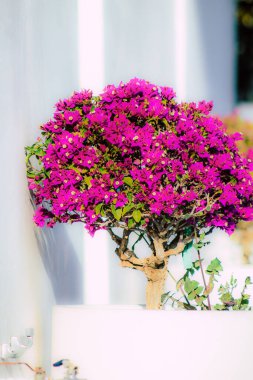 İlkbaharda sokaklarda yetişen çeşitli renkli çiçeklerin yakın çekimi