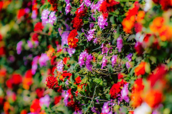 Primer Plano Varias Flores Colores Que Crecen Calle Primavera — Foto de Stock