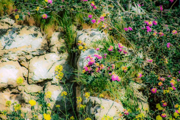 Nahaufnahme Von Verschiedenen Bunten Blumen Die Frühling Auf Der Straße — Stockfoto