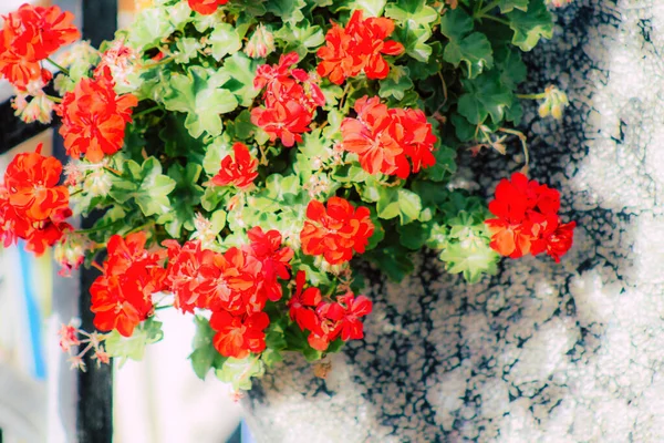 Close Várias Flores Coloridas Crescendo Rua Primavera — Fotografia de Stock