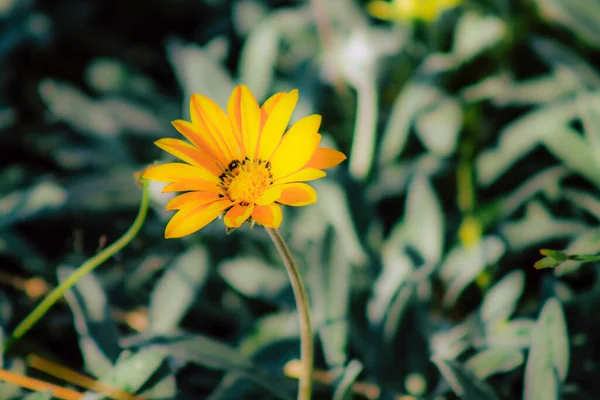 Closeup Various Colorful Flowers Growing Street Spring — Stock Photo, Image