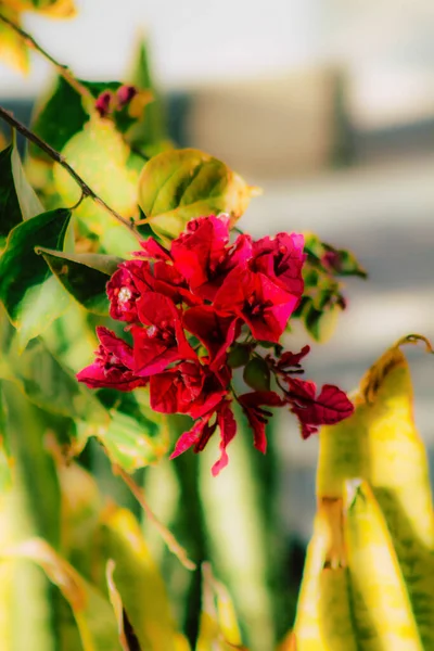 Lkbaharda Sokaklarda Yetişen Çeşitli Renkli Çiçeklerin Yakın Çekimi — Stok fotoğraf