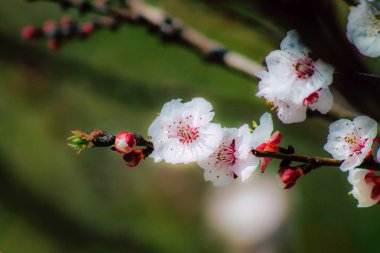 İlkbaharda sokaklarda yetişen çeşitli renkli çiçeklerin yakın çekimi