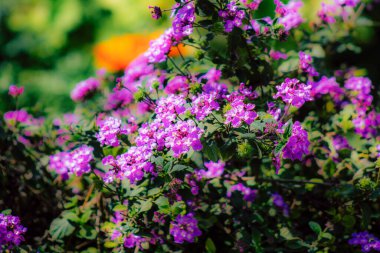 İlkbaharda sokaklarda yetişen çeşitli renkli çiçeklerin yakın çekimi