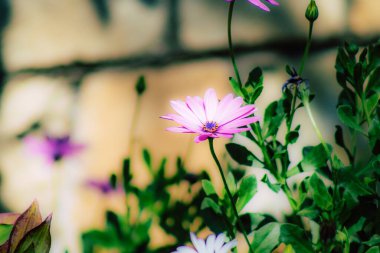 İlkbaharda sokaklarda yetişen çeşitli renkli çiçeklerin yakın çekimi