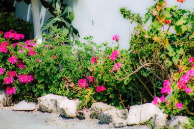 İlkbaharda sokaklarda yetişen çeşitli renkli çiçeklerin yakın çekimi