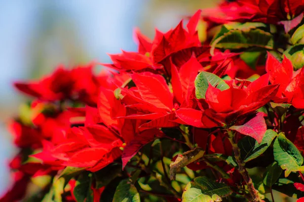 Nahaufnahme Von Verschiedenen Bunten Blumen Die Frühling Auf Der Straße — Stockfoto