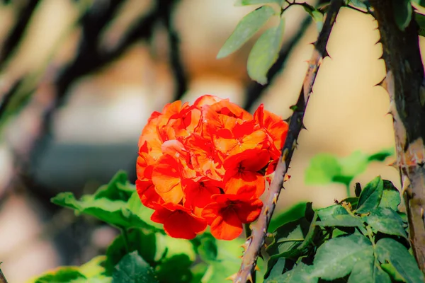 春になると通りに色とりどりの花が咲く — ストック写真