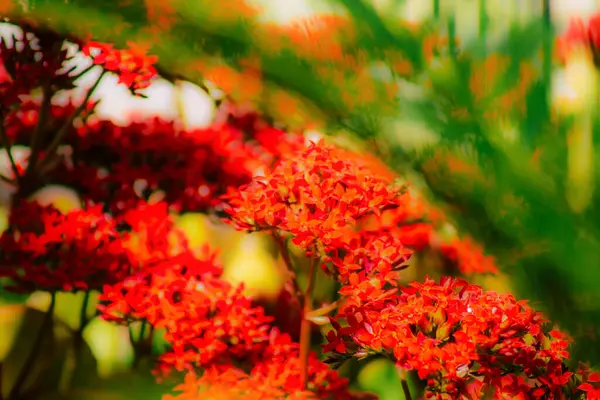 Close Várias Flores Coloridas Crescendo Rua Primavera — Fotografia de Stock