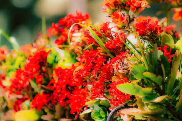 春になると通りに色とりどりの花が咲く — ストック写真