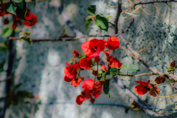 春になると通りに色とりどりの花が咲く — ストック写真