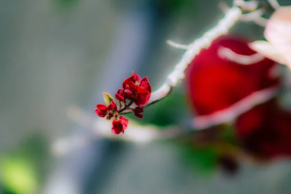 Primer Plano Varias Flores Colores Que Crecen Calle Primavera —  Fotos de Stock