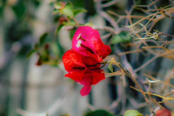 Närbild Olika Rgglada Blommor Xer Gatan Ren — Stockfoto