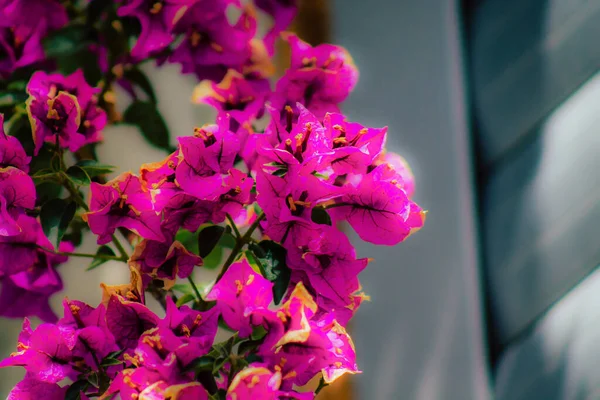 Close Várias Flores Coloridas Crescendo Rua Primavera — Fotografia de Stock