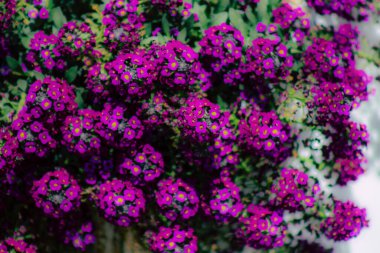 İlkbaharda sokaklarda yetişen çeşitli renkli çiçeklerin yakın çekimi