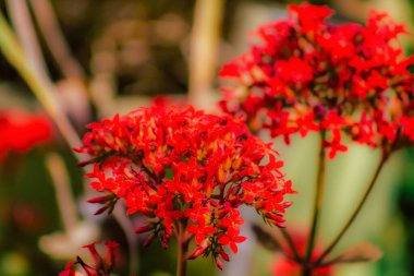 İlkbaharda sokaklarda yetişen çeşitli renkli çiçeklerin yakın çekimi