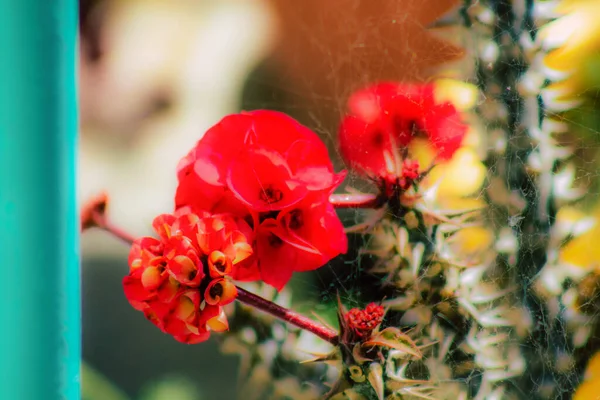 Primer Plano Varias Flores Colores Que Crecen Calle Primavera — Foto de Stock