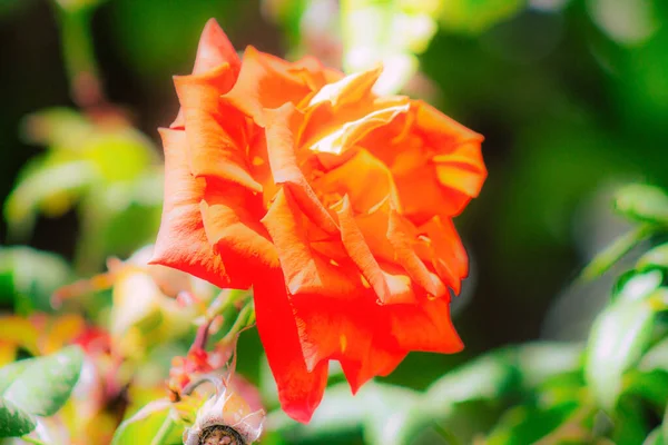 Primer Plano Varias Flores Colores Que Crecen Calle Primavera — Foto de Stock