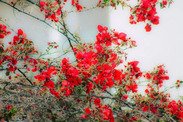 Primo Piano Vari Fiori Colorati Che Crescono Strada Primavera — Foto Stock