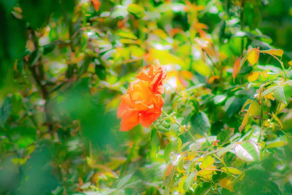 春になると通りに色とりどりの花が咲く — ストック写真