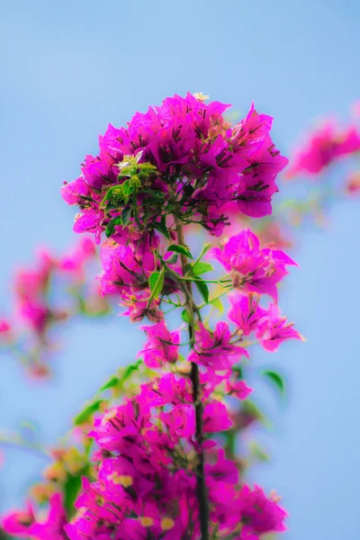 Primer Plano Varias Flores Colores Que Crecen Calle Primavera —  Fotos de Stock