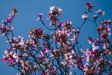 Kıbrıs Rum Kesimi 07 Nisan 2020 Kıbrıs Rum Kesimi 'nde büyüyen bir halk bahçesinden renkli çiçeklerin kapatılması