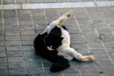 Kıbrıs Rum Kesimi 07 Nisan 2020 Kıbrıs Rum Kesimi 'nde Limasol sokaklarında yaşayan evcil kedinin görüntüsü