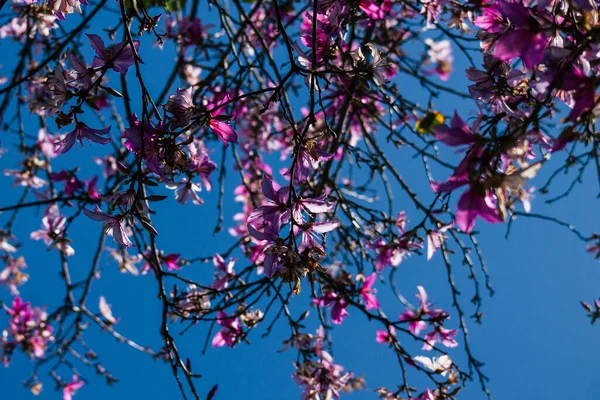 Limassol Zypern April 2020 Nahaufnahme Von Bunten Blumen Aus Einem — Stockfoto