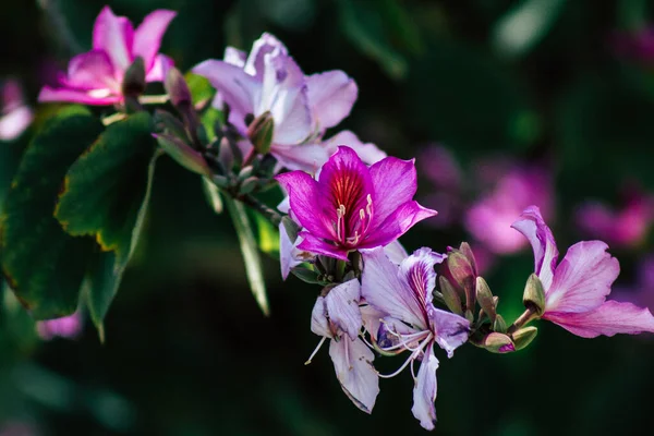 塞浦路斯利马索尔2020年4月7日塞浦路斯岛上一个公共花园中生长着五彩缤纷的花朵 — 图库照片