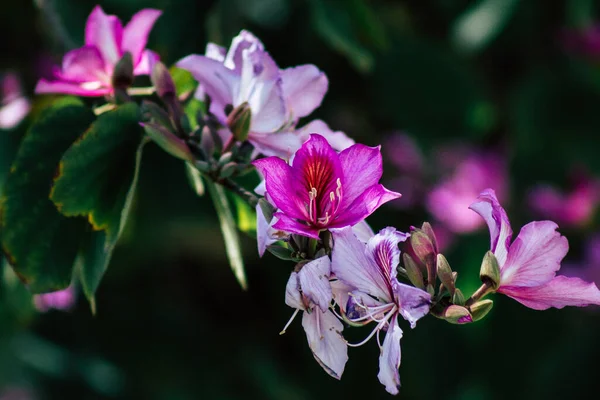 Limassol Chipre Abril 2020 Fechar Flores Coloridas Crescimento Jardim Público — Fotografia de Stock