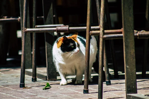 Limassol Cipro Aprile 2020 Veduta Del Gatto Domestico Che Vive — Foto Stock