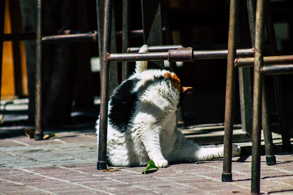 塞浦路斯利马索尔2020年4月7日看到生活在塞浦路斯利马索尔街头的家猫 — 图库照片
