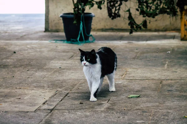 Limassol Chipre Abril 2020 Vista Del Gato Doméstico Viviendo Las — Foto de Stock