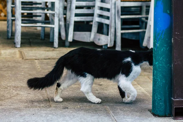 Limassol Cyprus April 2020 View Domestic Cat Living Streets Limassol — Stock Photo, Image