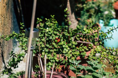 Limasol Kıbrıs Rum Kesimi 11 Nisan 2020, Kıbrıs Rum Kesimi 'ndeki Limasol adasında bulunan Lemongrass Pansiyonu' nun bahçesi