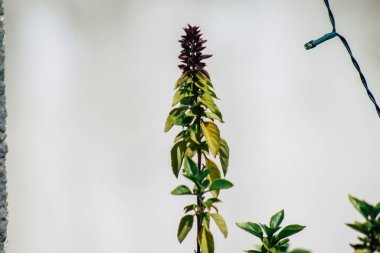 Limasol Kıbrıs Rum Kesimi 11 Nisan 2020, Kıbrıs Rum Kesimi 'ndeki Limasol adasında bulunan Lemongrass Pansiyonu' nun bahçesi