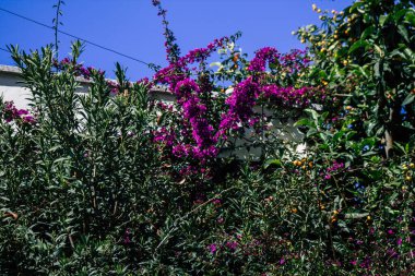 Limasol Kıbrıs Rum Kesimi 11 Nisan 2020, Kıbrıs Rum Kesimi 'ndeki Limasol adasında bulunan Lemongrass Pansiyonu' nun bahçesi