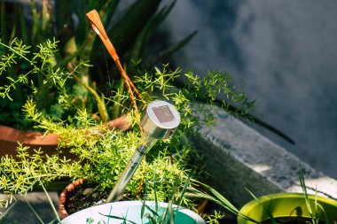 Limasol Kıbrıs Rum Kesimi 11 Nisan 2020, Kıbrıs Rum Kesimi 'ndeki Limasol adasında bulunan Lemongrass Pansiyonu' nun bahçesi