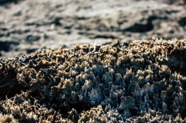 Ölü Deniz İsrail 21 Nisan 2018, İsrail 'deki Ölü Deniz' den kristal tuza yakın çekim