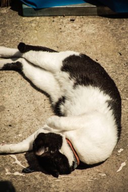 Kıbrıs Rum Kesimi 16 Nisan 2020 Kıbrıs Rum Kesimi 'nde Limasol sokaklarında yaşayan evcil kedinin görüntüsü