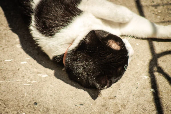 Limassol Chipre Abril 2020 Vista Del Gato Doméstico Viviendo Las — Foto de Stock