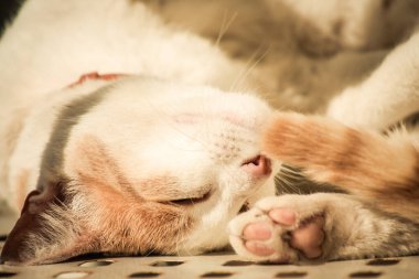 Kıbrıs Rum Kesimi 16 Nisan 2020 Kıbrıs Rum Kesimi 'nde Limasol sokaklarında yaşayan evcil kedinin görüntüsü