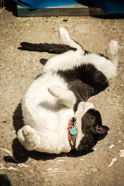 Limassol Zypern April 2020 Blick Auf Die Hauskatze Die Den — Stockfoto