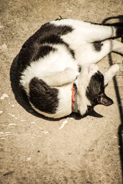 Limassol Chipre Abril 2020 Vista Del Gato Doméstico Viviendo Las — Foto de Stock