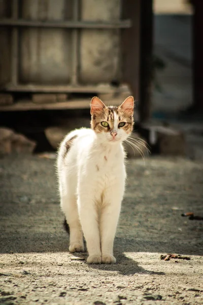 Limassol Cyprus April 2020 View Domestic Cat Living Streets Limassol — Stock Photo, Image