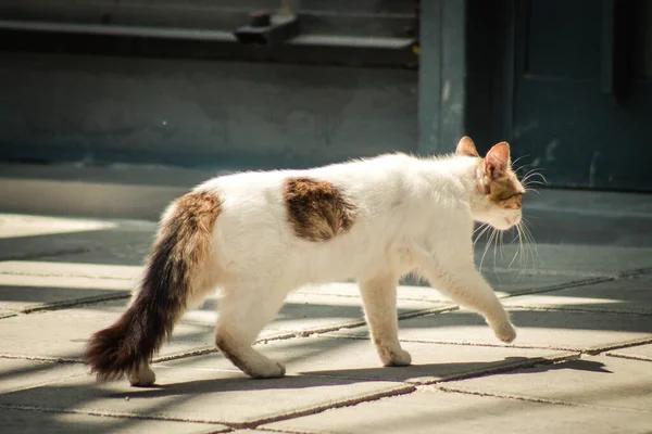 Limassol Cypern April 2020 Utsikt Över Inhemska Katt Bor Gatorna — Stockfoto