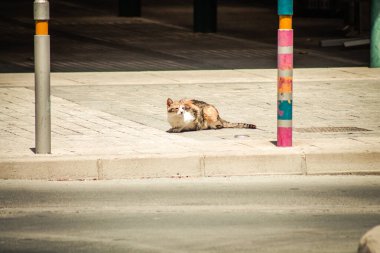 Kıbrıs Rum Kesimi 16 Nisan 2020 Kıbrıs Rum Kesimi 'nde Limasol sokaklarında yaşayan evcil kedinin görüntüsü