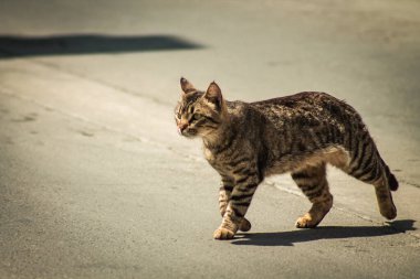 Kıbrıs Rum Kesimi 16 Nisan 2020 Kıbrıs Rum Kesimi 'nde Limasol sokaklarında yaşayan evcil kedinin görüntüsü