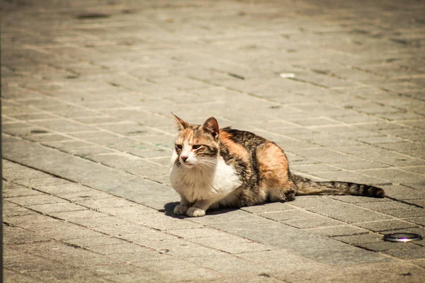 Limassol Kypr Dubna 2020 Pohled Domácí Kočku Žijící Ulicích Limassolu — Stock fotografie